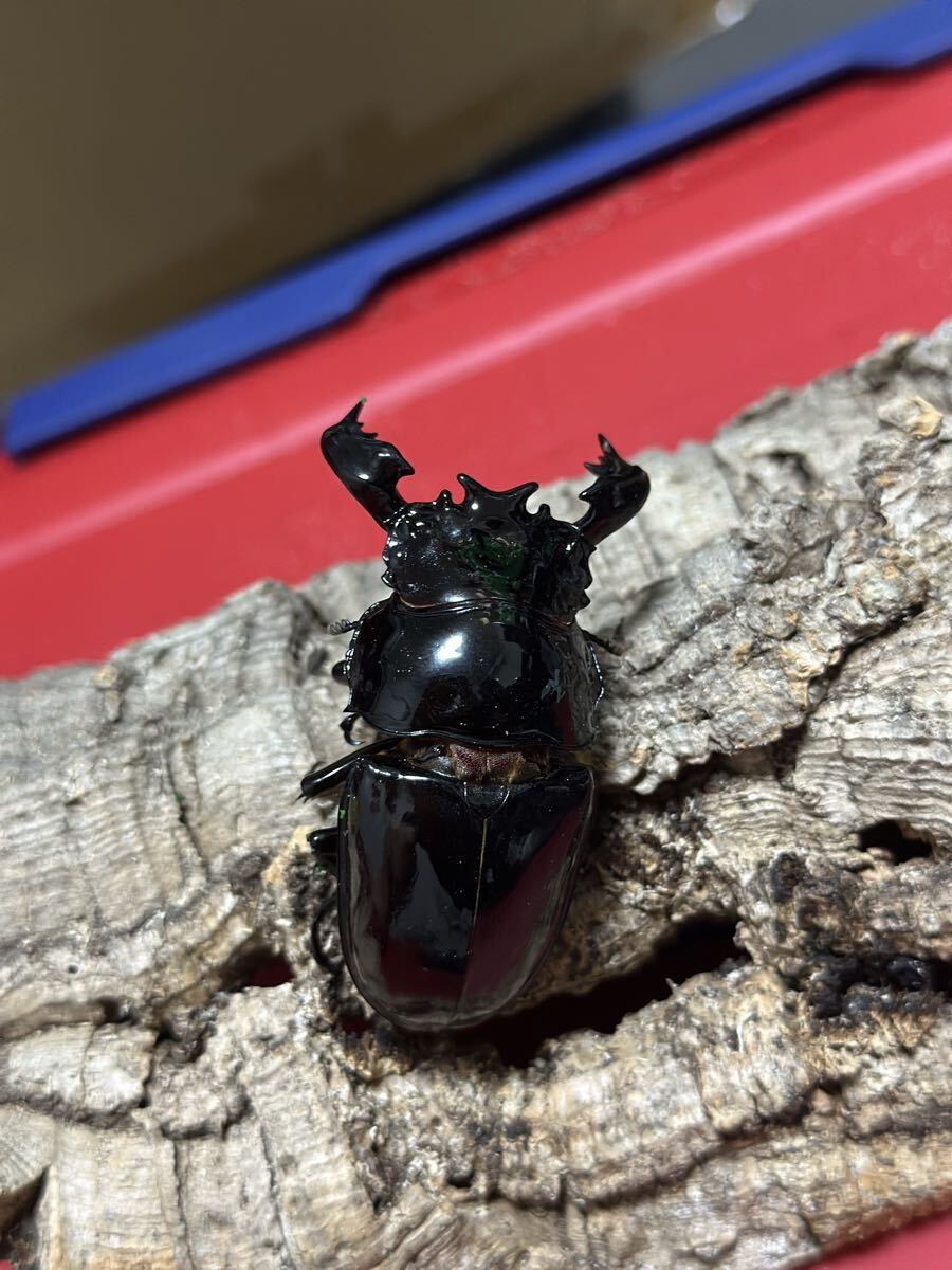 タランドゥス　ペア　プラス♀1 No.1_4