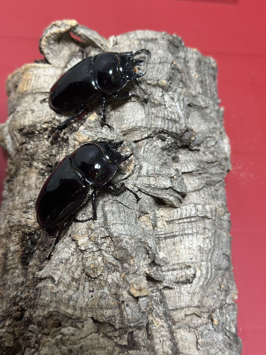 タランドゥス　ペア　プラス♀1 No.1_5