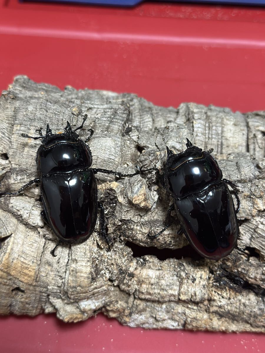 タランドゥス　ペア　プラス♀1 No.1_6