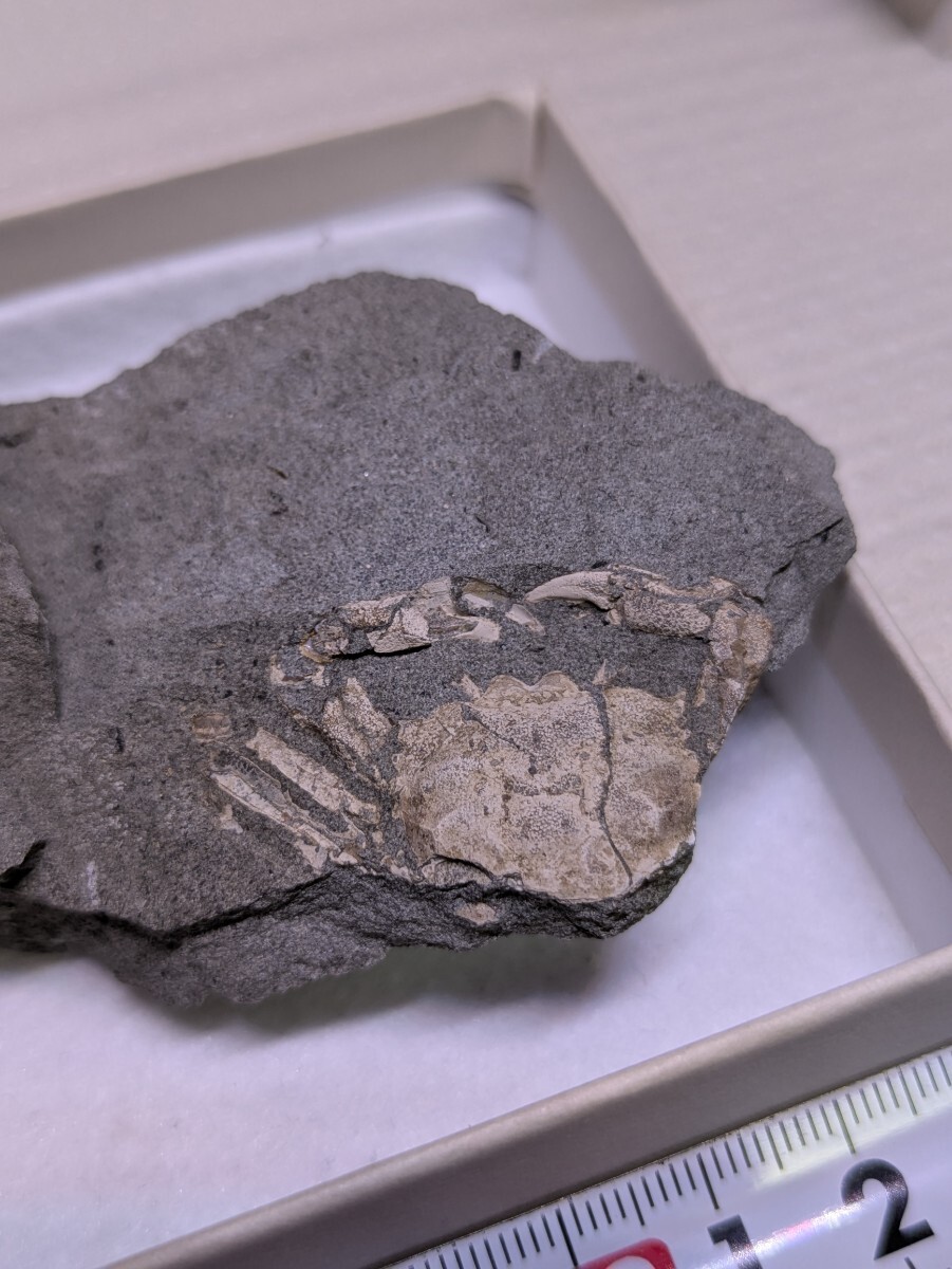 ナグラベンケイガニ ／ 化石 国産 博物館 甲殻類 標本 カニ (化石