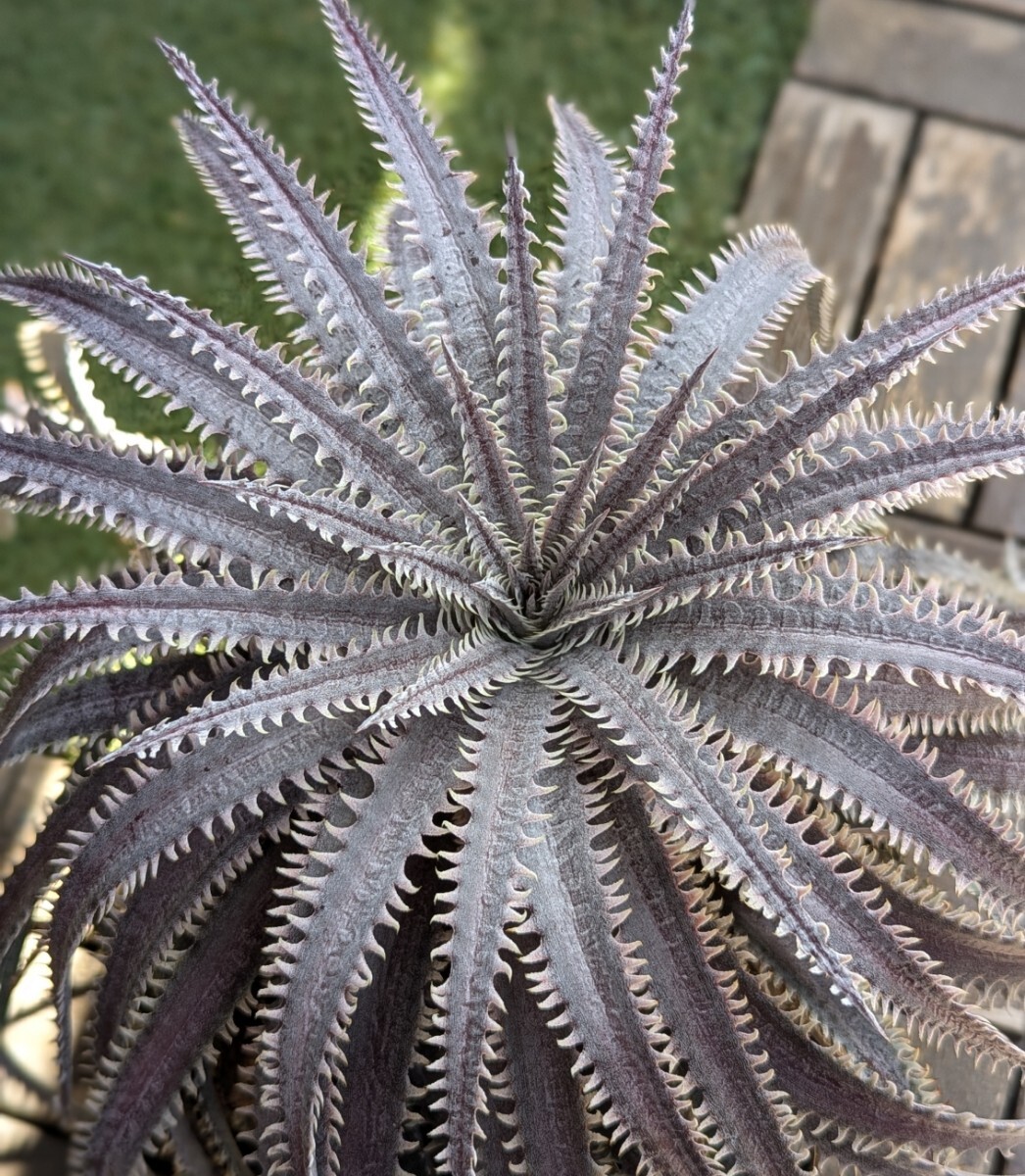 【Dyckia】ディッキア　Dyckia ‘Unicorn’ SuebHybrid Bromeliad Cultivar Register (15227) 子株 活着済 1株限定！_1