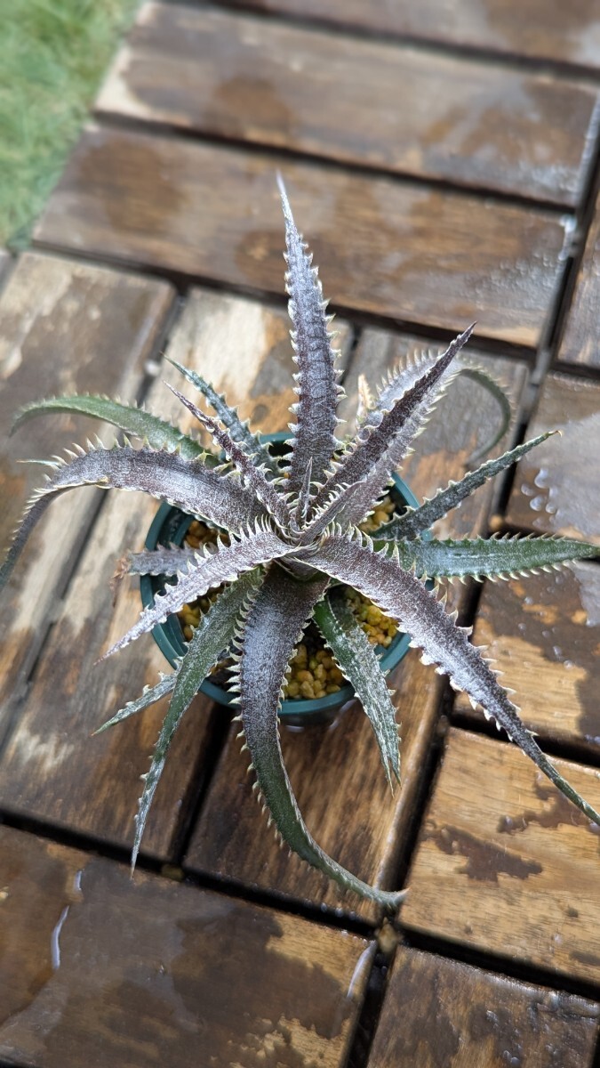 【Dyckia】ディッキア　Dyckia ‘Unicorn’ SuebHybrid Bromeliad Cultivar Register (15227) 子株 活着済 1株限定！_2