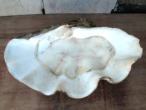古いオオシャコガイ？の貝殻 幅84㎝重さ111kg 希少巨大貝(雑貨)｜売買
