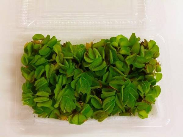 E)30円即決【オオサンショウモ 水草 アクアリウム 1パック】13_1