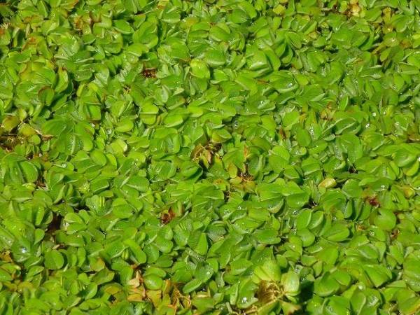 E)30円即決【オオサンショウモ 水草 アクアリウム 1パック】13_3