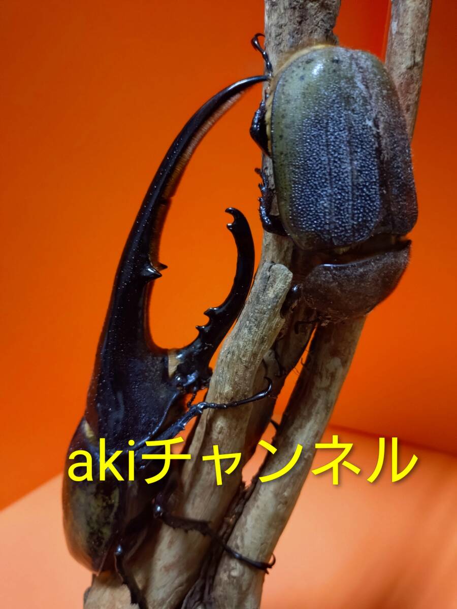 akiチャンネル】ヘラクレスオオカブト ♂ ♀ペア My No34 （♂165.2