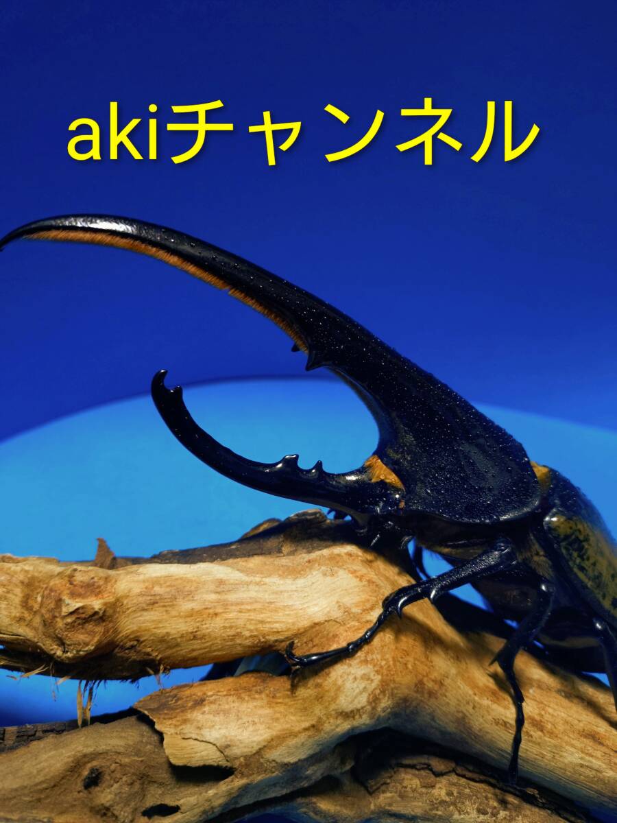akiチャンネル】ヘラクレスオオカブト ♂ ♀ペア My No34 （♂165.2