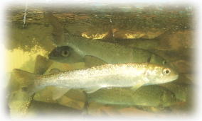 ★超幻の魚 「イトウ」 ！！飼育に挑戦してみよう　(^O^)／★ 8_1