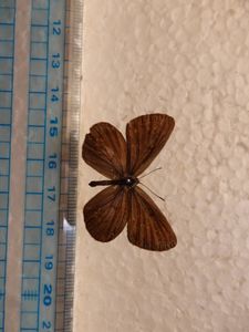 標本 蝶のYahoo!オークション(旧ヤフオク!)の相場・価格を見る｜Yahoo