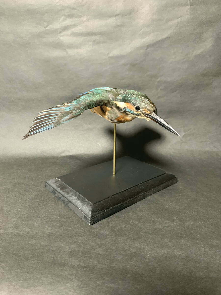 剥製 鳥の値段と価格推移は？｜19件の売買データから剥製 鳥の価値が