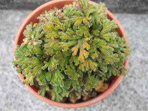 イワヒバの値段と価格推移は？｜30件の売買データからイワヒバの価値が