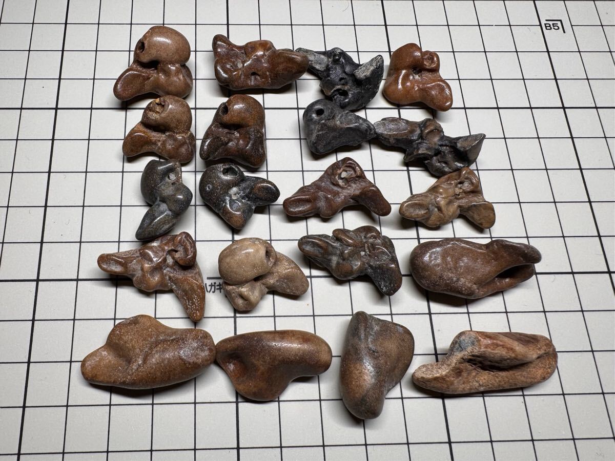 歯クジラ(イルカ)の耳骨 (岩骨15個+鼓室骨5個）(科学、自然)｜売買され