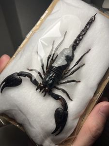 Scorpion サソリ さそり の 標本 サソリ