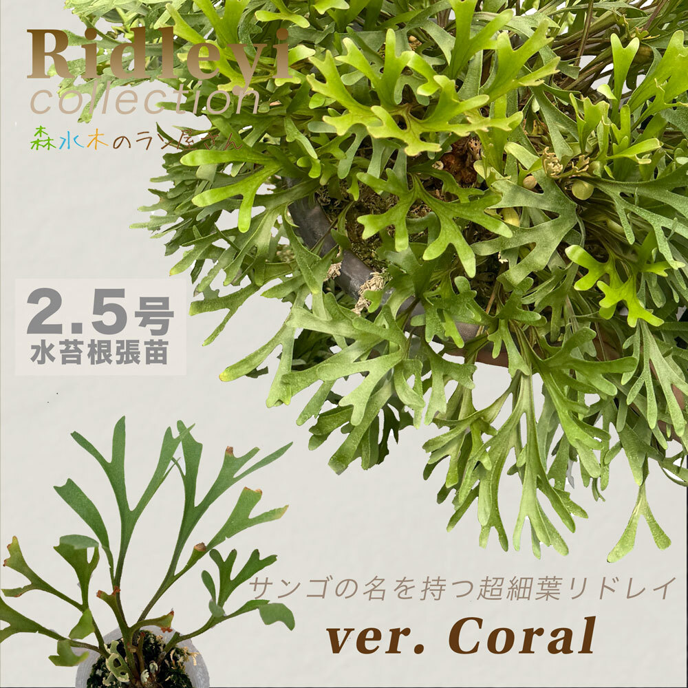 限定株】ビカクシダ・リドレイ 'コーラル' Ridleyi 'Coral' 2寸ポット
