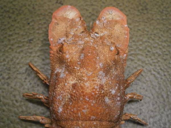 ☆エビ 甲殻類 剥製 標本 「セミエビ」(化石)｜売買されたオークション