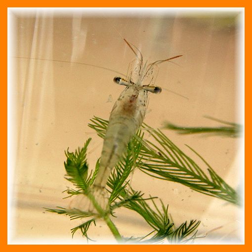 京都産 淡水スジエビ２０匹 日本固有種すじえび 飼育容易 川魚 売買されたオークション情報 Yahooの商品情報をアーカイブ公開 オークファン Aucfan Com