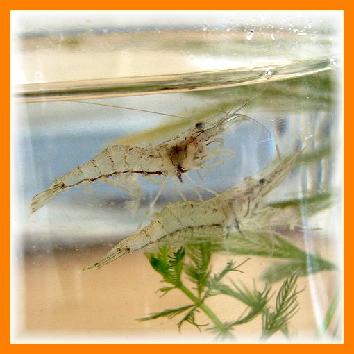 京都産 淡水スジエビ２０匹 日本固有種すじえび 飼育容易 川魚 売買されたオークション情報 Yahooの商品情報をアーカイブ公開 オークファン Aucfan Com