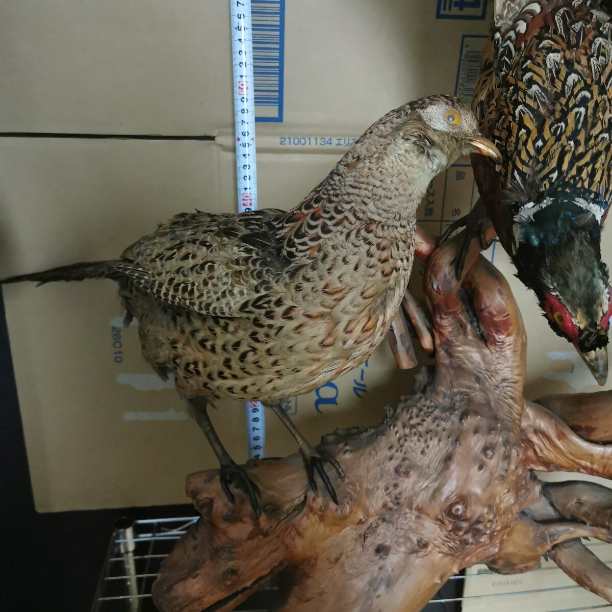 キジ 剥製 雄雌ペア 流木台座 雉 剥制 天然木 骨董 工芸品 置物(置物
