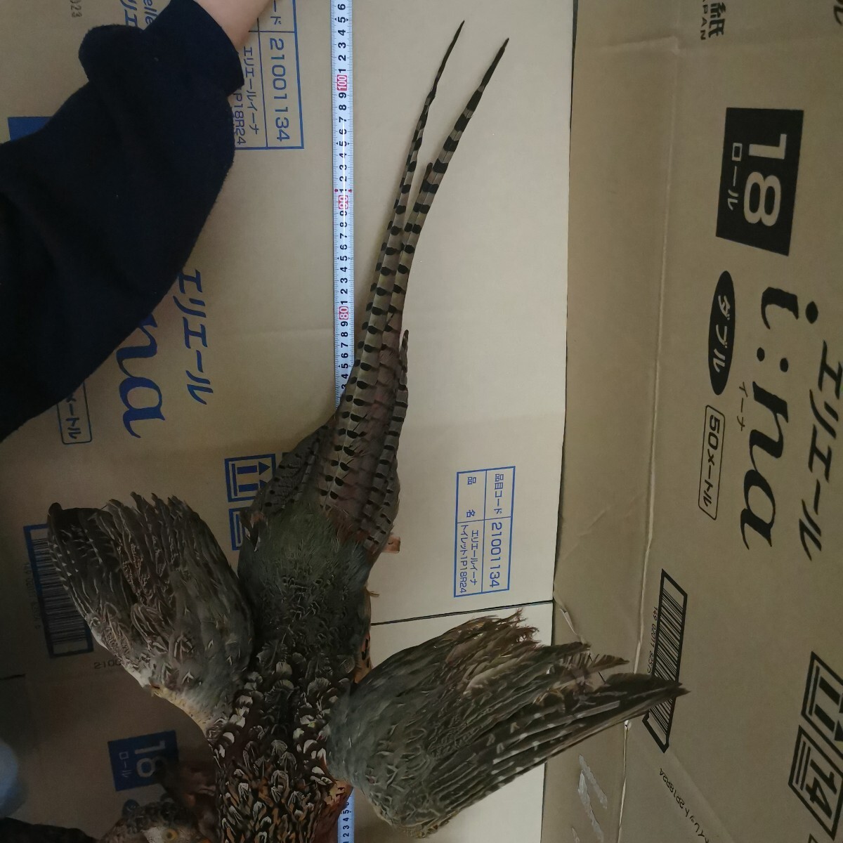 キジ 剥製 雄雌ペア 流木台座 雉 剥制 天然木 骨董 工芸品 置物(置物