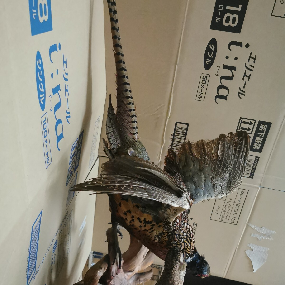 キジ 剥製 雄雌ペア 流木台座 雉 剥制 天然木 骨董 工芸品 置物(置物