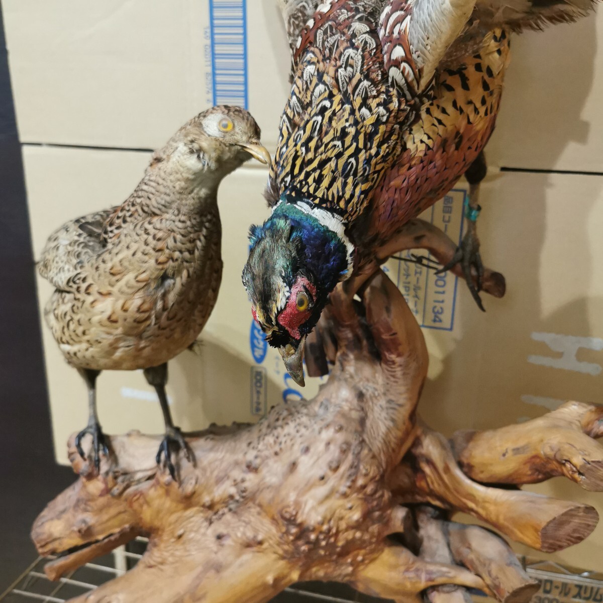キジ 剥製 雄雌ペア 流木台座 雉 剥制 天然木 骨董 工芸品 置物(置物