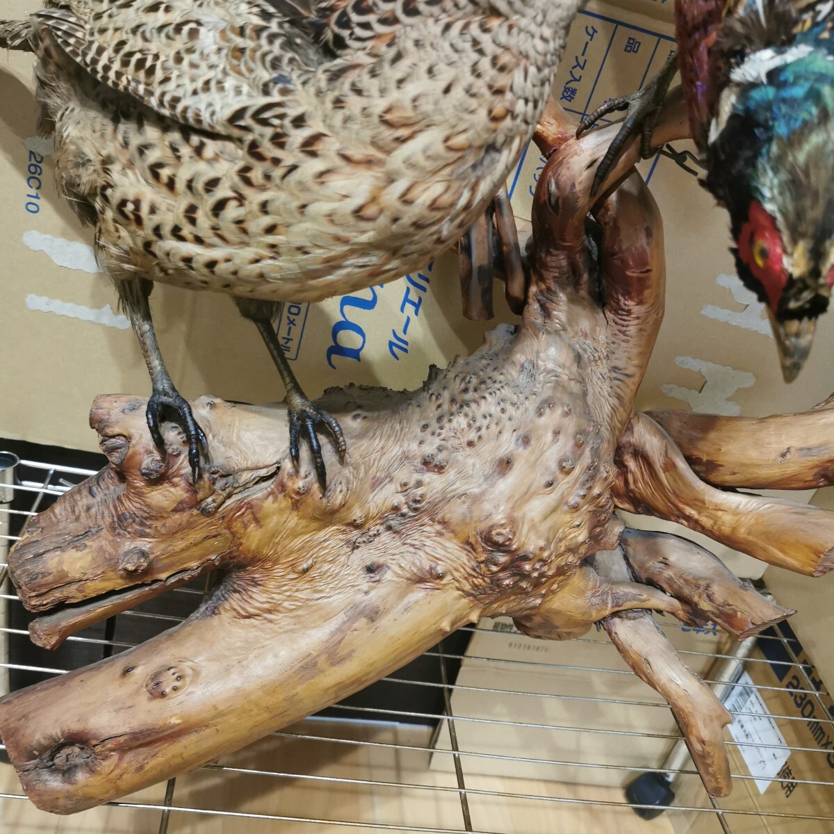 キジ 剥製 雄雌ペア 流木台座 雉 剥制 天然木 骨董 工芸品 置物(置物