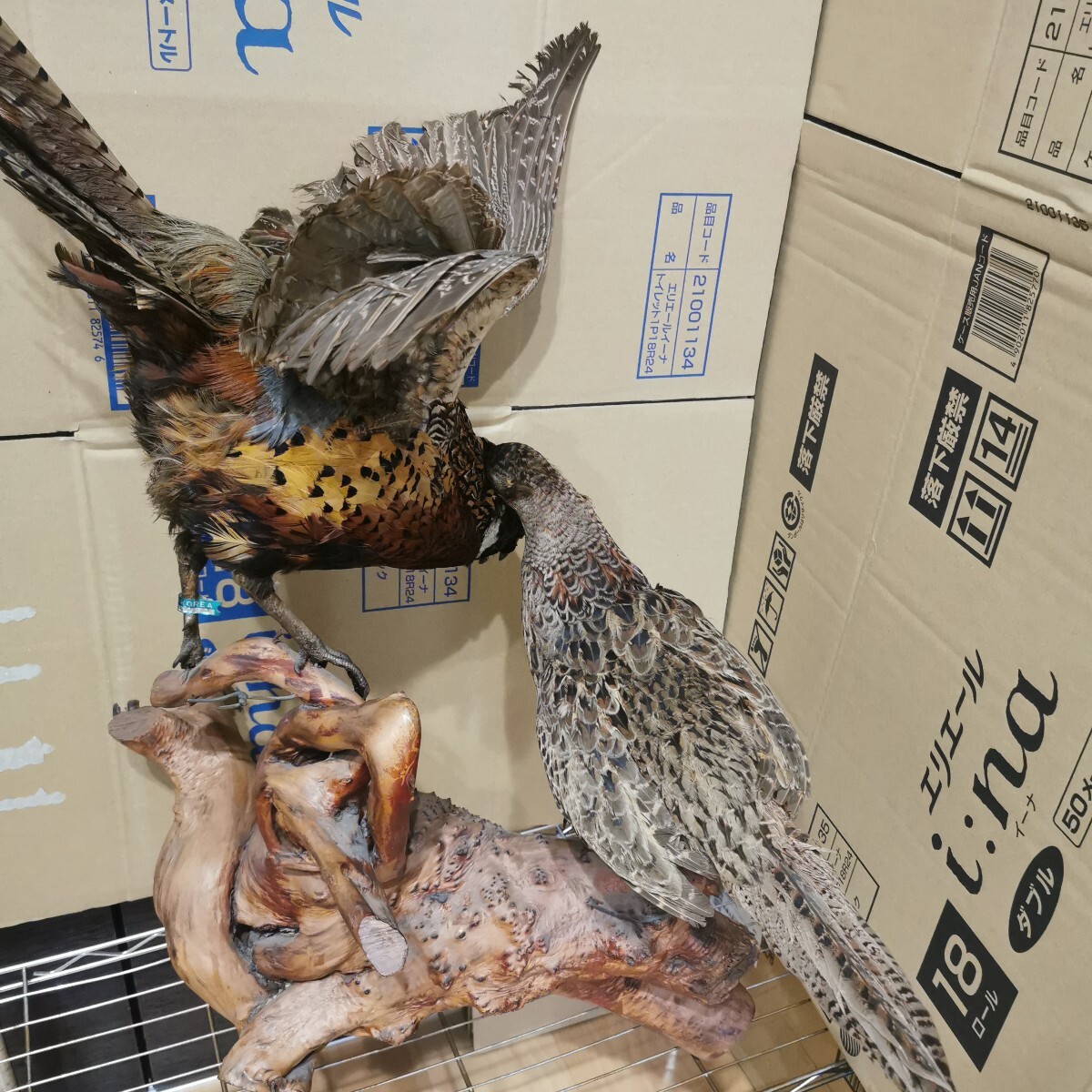 キジ 剥製 雄雌ペア 流木台座 雉 剥制 天然木 骨董 工芸品 置物(置物