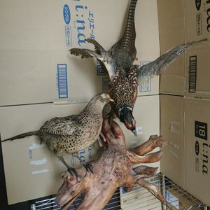 キジ剥製の値段と価格推移は？｜2件の売買データからキジ剥製の価値が
