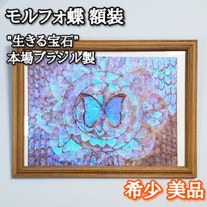 ブラジル モルフォ蝶の値段と価格推移は？｜5件の売買データから