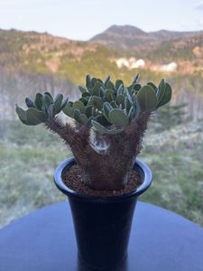 Yahoo!オークション(旧ヤフオク!)の観葉植物の相場・価格を見る｜Yahoo