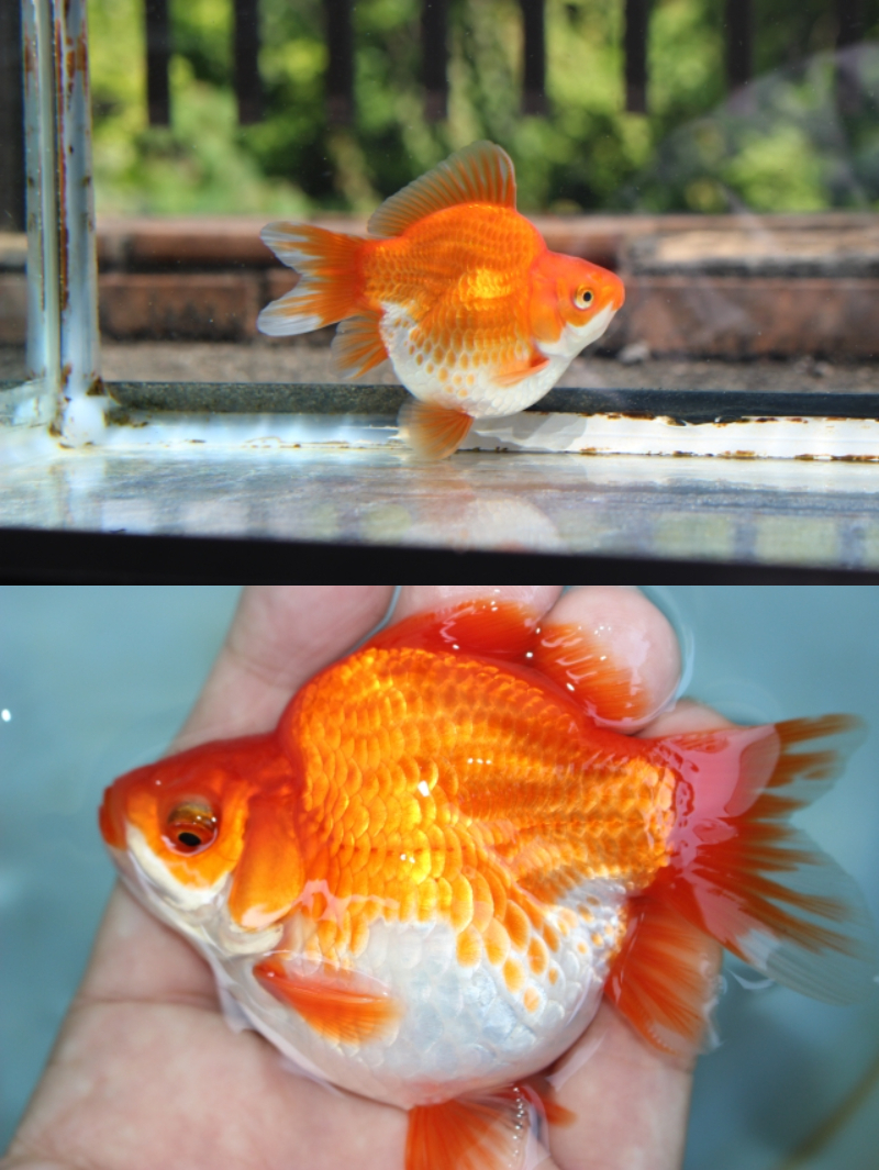 5月21日発送限定 玉サバ 2歳(2025) 画像5匹 動画あり 透明鱗 普通鱗