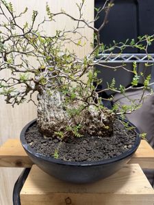 Yahoo!オークション(旧ヤフオク!)の観葉植物の相場・価格を見る｜Yahoo
