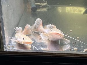 レッドテールキャットのYahoo!オークション(旧ヤフオク!)の相場・価格