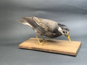 剥製 鳥の値段と価格推移は？｜12件の売買データから剥製 鳥の価値が