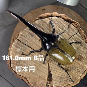 ヘラクレス 標本154ミリ 標本 ヘラクレスの値段と価格推移は？｜77件の売買データから標本