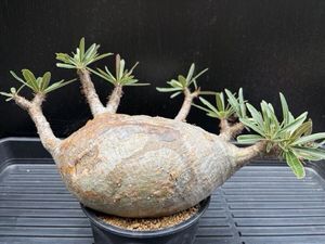 パキポディウムグラキリスの値段と価格推移は？｜5403件の売買データ