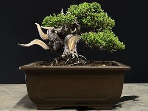 盆栽 真柏のYahoo!オークション(旧ヤフオク!)の相場・価格を見る