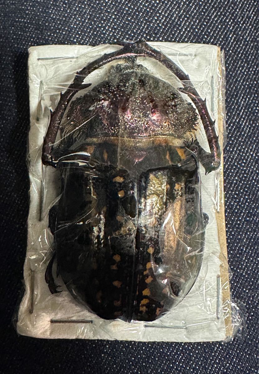 バターレルテナガコガネ♂の値段と価格推移は？｜9件の売買データから
