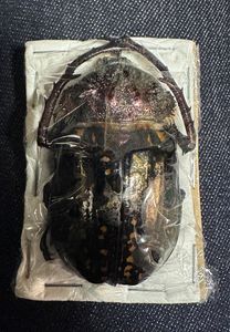 バターレルテナガコガネ♂の値段と価格推移は？｜9件の売買データから