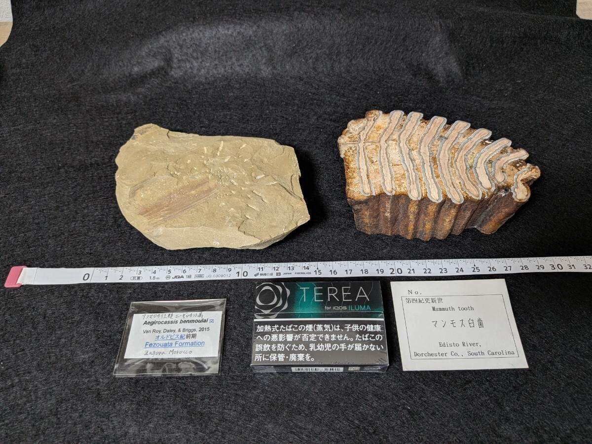 アノマロカリスの値段と価格推移は？｜11件の売買データから