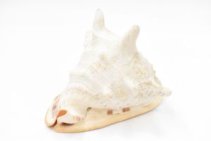 トウカムリガイの値段と価格推移は？｜9件の売買データから