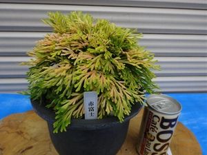 いわひば イワヒバの値段と価格推移は？｜27件の売買データからいわ