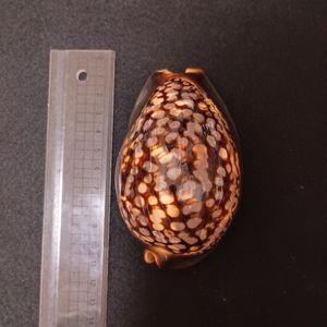 タカラガイ 標本の値段と価格推移は？｜65件の売買データから