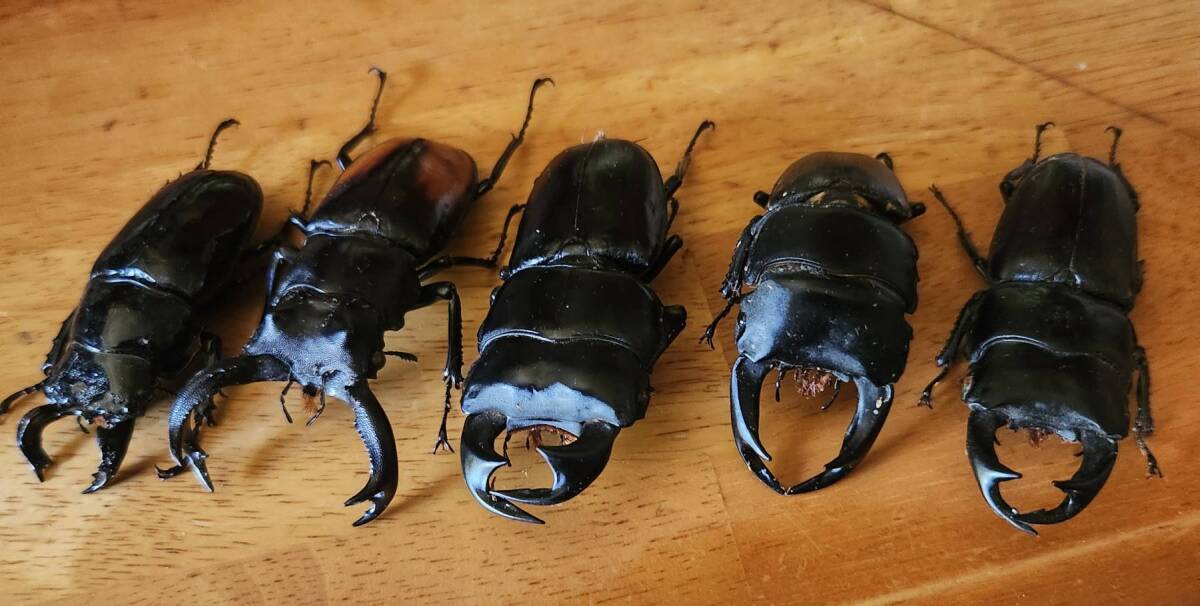 クワガタ標本の値段と価格推移は？｜28件の売買データからクワガタ標本
