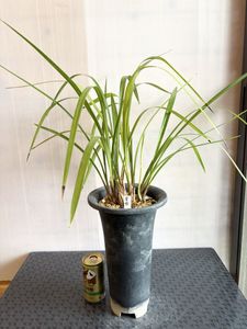 肥前寒蘭銘品『芳翔』成木5条　寒蘭　春蘭　東洋蘭　万年青 寒蘭のYahoo!オークション(旧ヤフオク!)の相場・価格を見る｜Yahoo