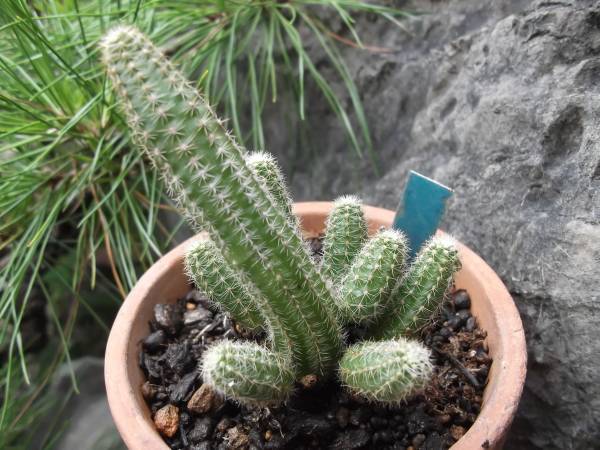 サボテン 種 黄花白檀 サボテン 売買されたオークション情報 Yahooの商品情報をアーカイブ公開 オークファン Aucfan Com