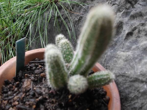 サボテン 種 黄花白檀 サボテン 売買されたオークション情報 Yahooの商品情報をアーカイブ公開 オークファン Aucfan Com