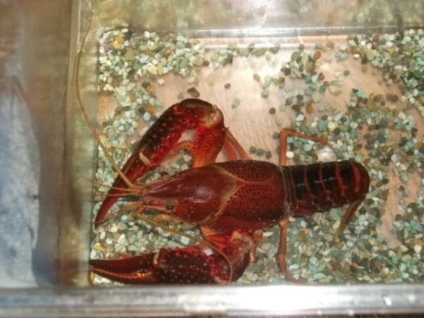 今期捕獲 巨大 アメリカザリガニ 単品 No５ 甲殻類 売買されたオークション情報 Yahooの商品情報をアーカイブ公開 オークファン Aucfan Com