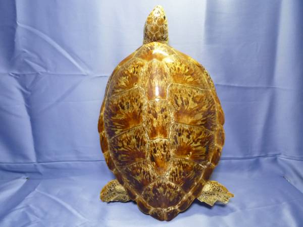 海亀 剥製 旭べっ甲 ウミガメ 甲羅 カメ 鼈甲 置物 インテリア(科学