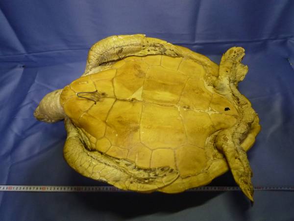 海亀 剥製 旭べっ甲 ウミガメ 甲羅 カメ 鼈甲 置物 インテリア(科学